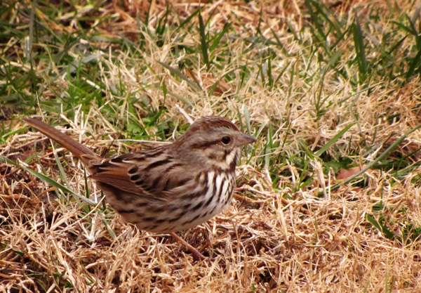 Song Sparrow?