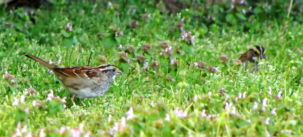 White-Throated Sparrows