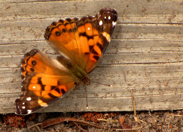 Painted Lady