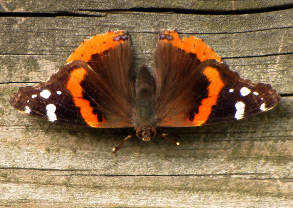 Red Admiral May 4