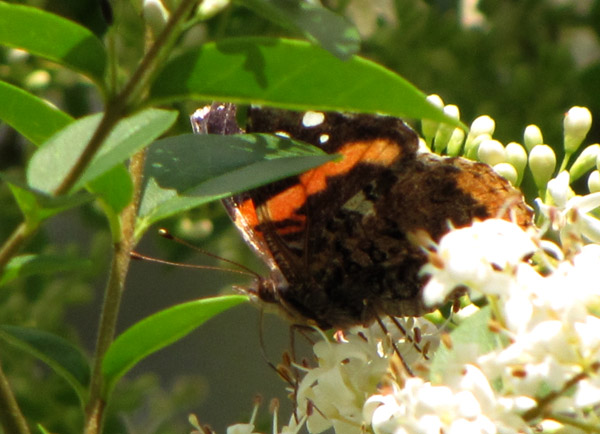 Red Admiral May 5