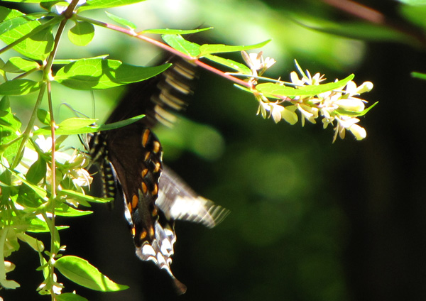 Unknown Swallowtail July 25