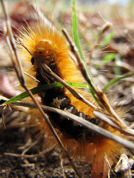Caterpillar Oct 18