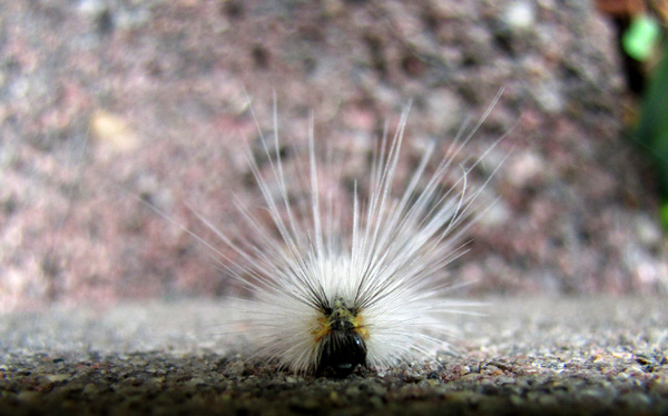 Caterpillar Oct 4