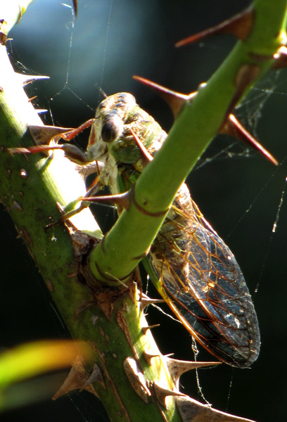 Cicada Sept 27