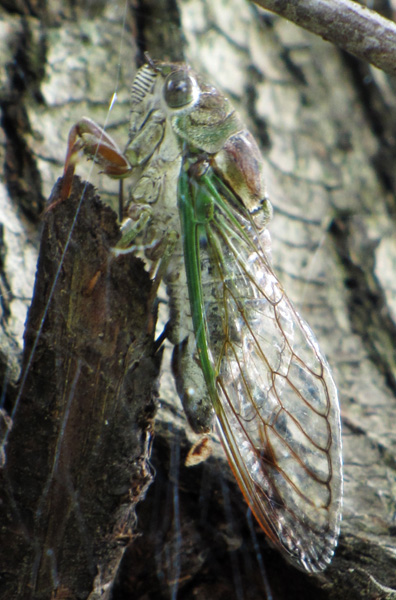Cicada Sept 8