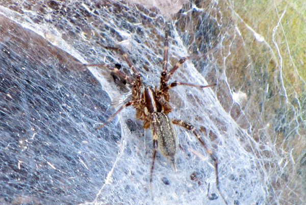 Funnel Weaver Sept 28