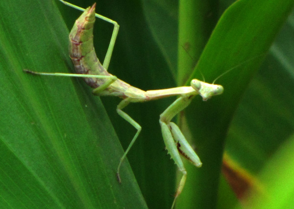 Praying Mantis Oct 4