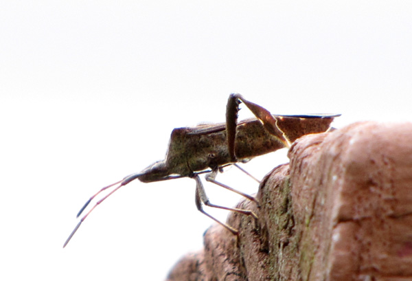 Shield Bug Oct 17