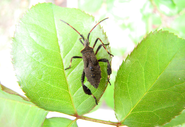 Shield Bug Oct 5