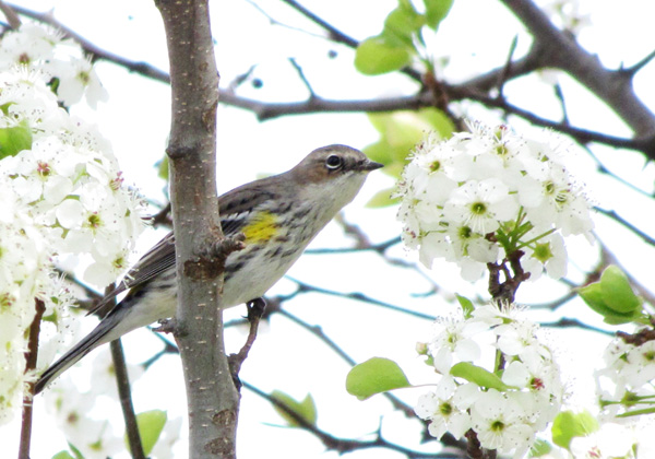 Warbler March 5