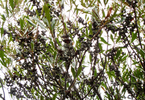 Wax Myrtle Oct 1