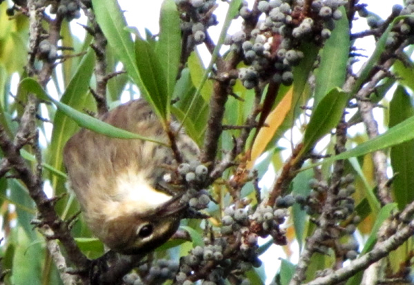 Yellow Rumped Warbler