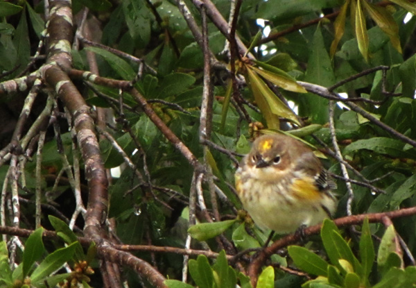 Yellow Rumped Warbler 4 Mar 2012