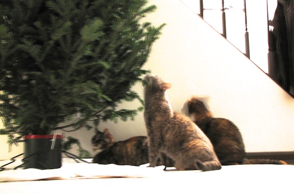 Cats with Tree Dec 15