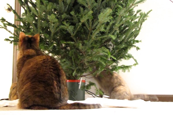 Cats with Tree Dec 15