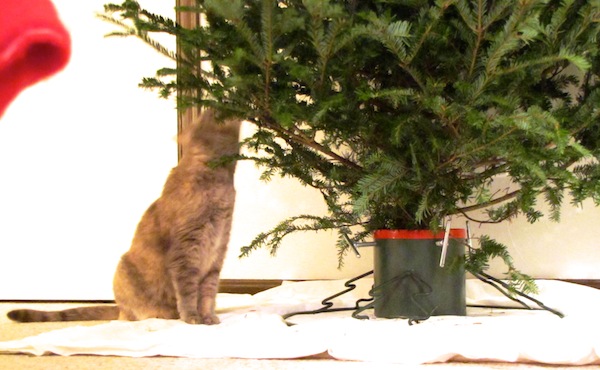 Cats with Tree Dec 15