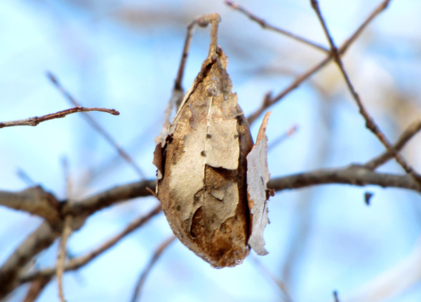 December 4 Cocoon