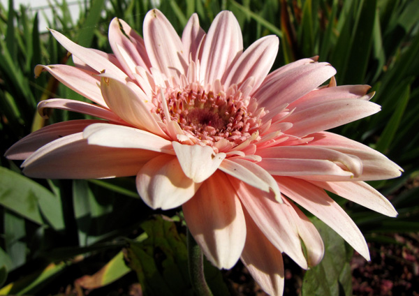 December 4 Daisy