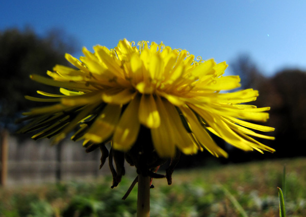 December 4 Dandelion