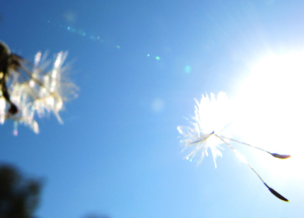 December 4 Dandelion