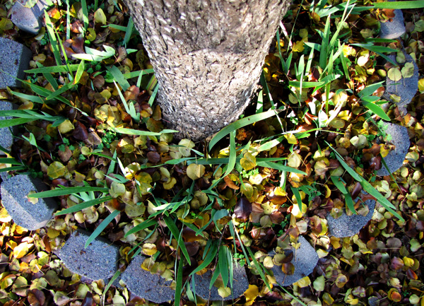 December 4 Leaves