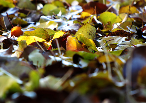 December 4 Leaves