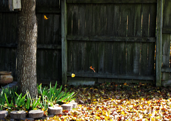 December 4 Leaves