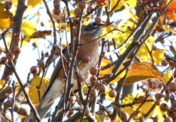 December 4 Robin