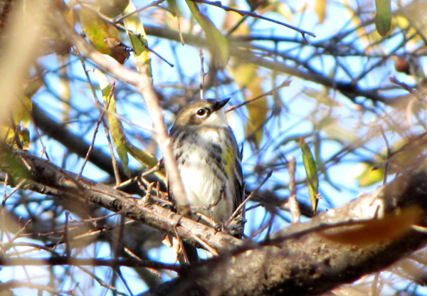 December 4 Warbler