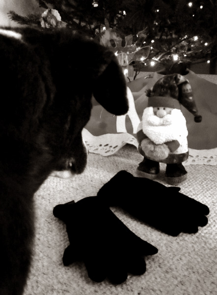 What if I find new gloves for Dad? See? I found these in the closet...