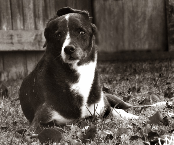 If it weren't so cold, I'd stay outside until Christmas. I never get in trouble out here.