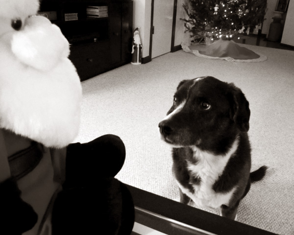 Please bring me a box of Milk Bones, a rabbit-proof fence for the yard, and a new toy...