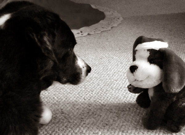 So they said if I'm really good between now and Christmas, I might get back onto the nice list. I'm trying, but it's hard. Mom and Dad leave stuff everywhere, and sometimes I get nervous when I'm alone, then I need to chew on something. You understand, don't you?