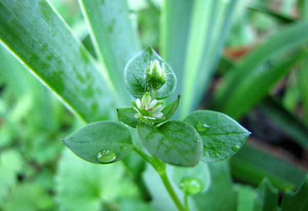 Chickweed Dec 10