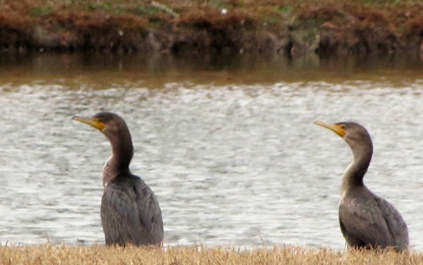 Cormorants Jan 15