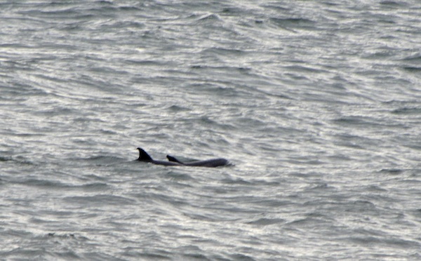 Dolphins Jan 26