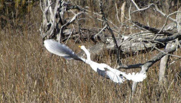 Egret Jan 21