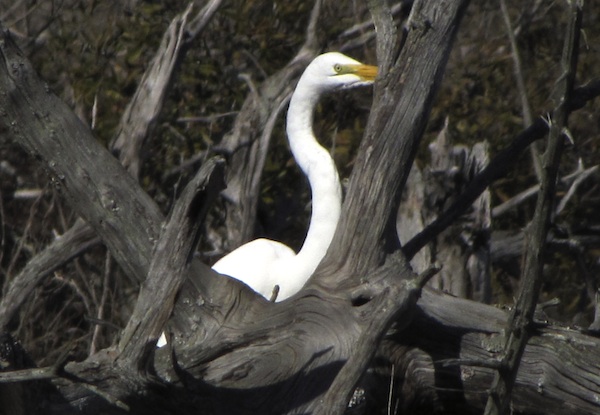 Egret Jan 21