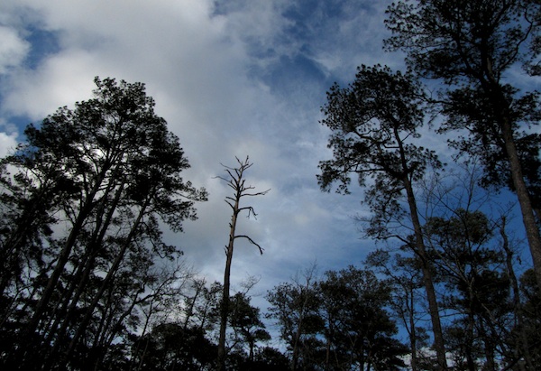 First Landing Jan 30