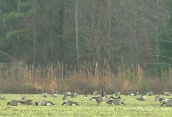 Geese Jan 15