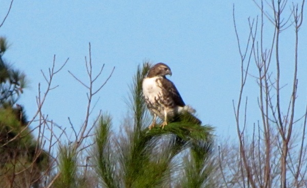 Hawk Jan 19