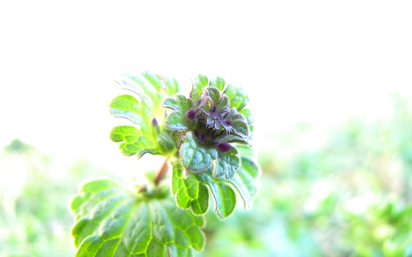 Henbit Jan 7