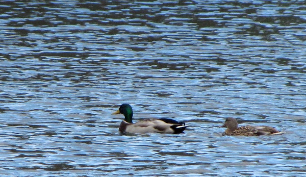 Mallards Jan 30