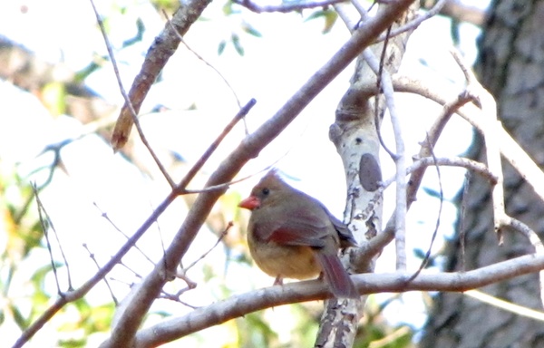Red Wing Jan 18