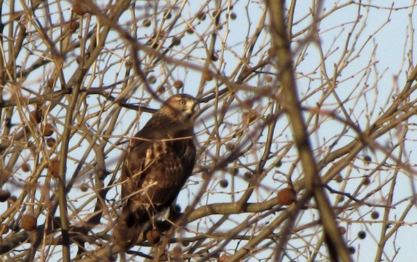 Hawk Jan 18