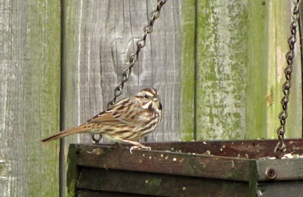 Sparrow Jan 17