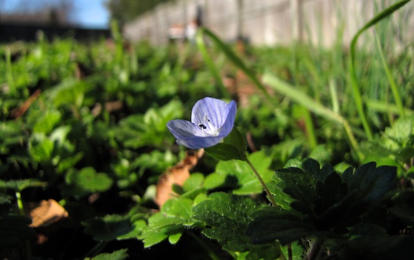 Speedwell Jan 7