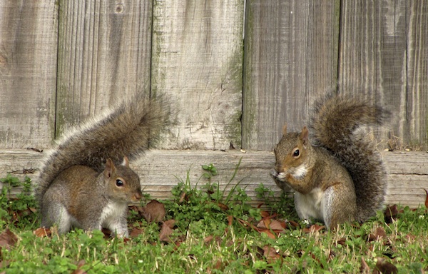 Squirrels Jan 13