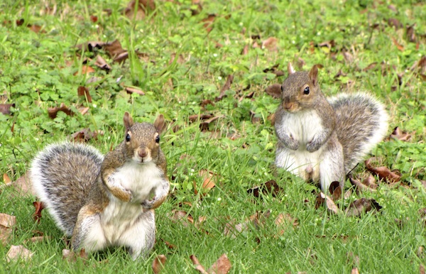Squirrels Jan 13